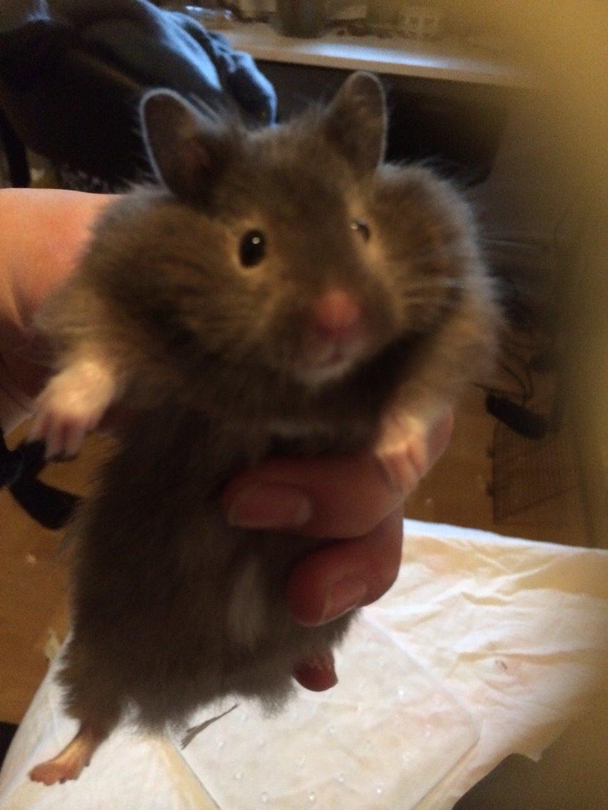 Hamster Pjuske billede 15