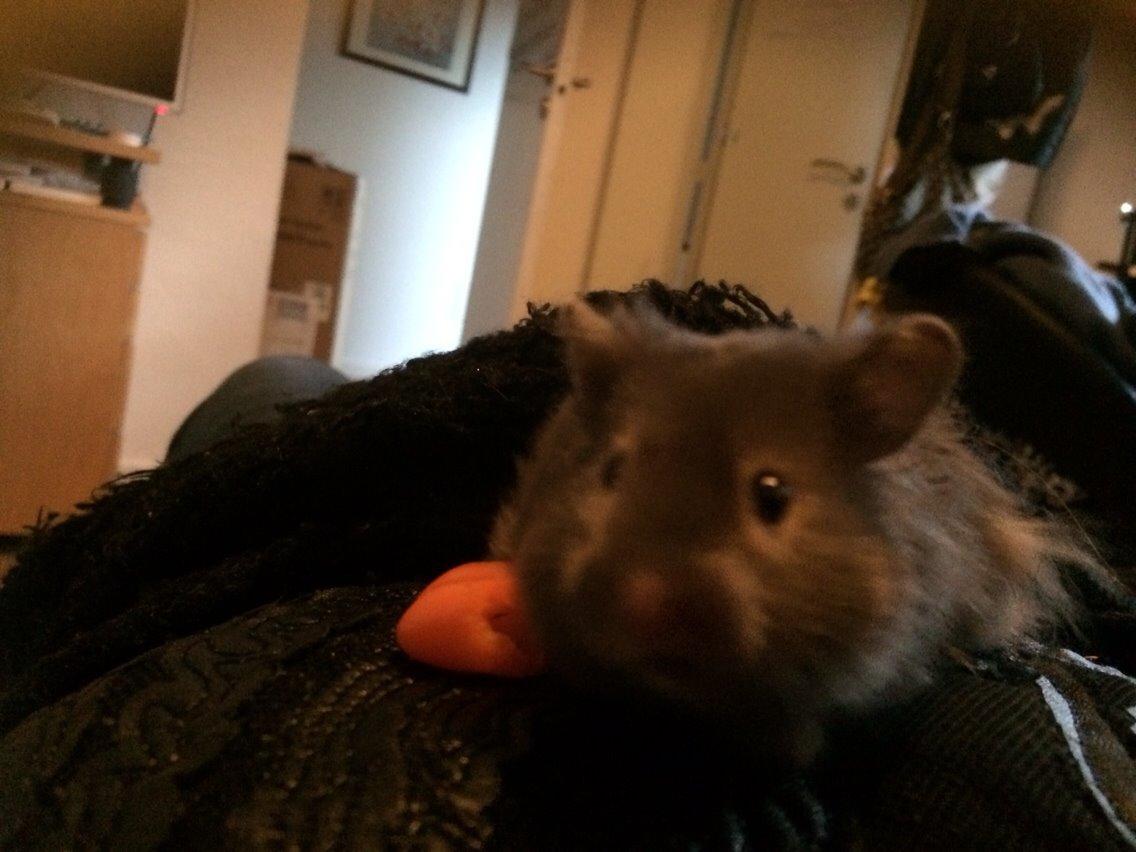 Hamster Pjuske billede 17