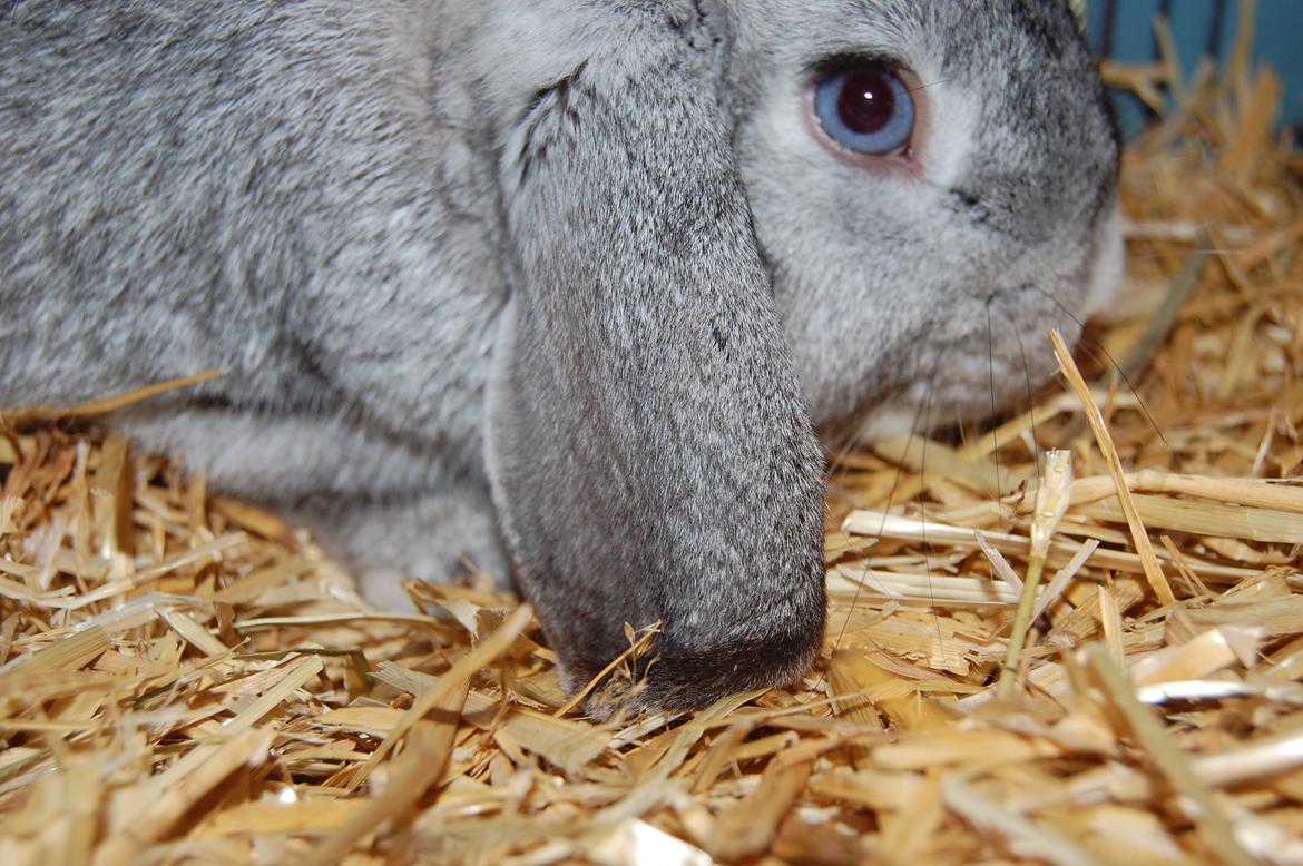 Kanin Otto billede 5