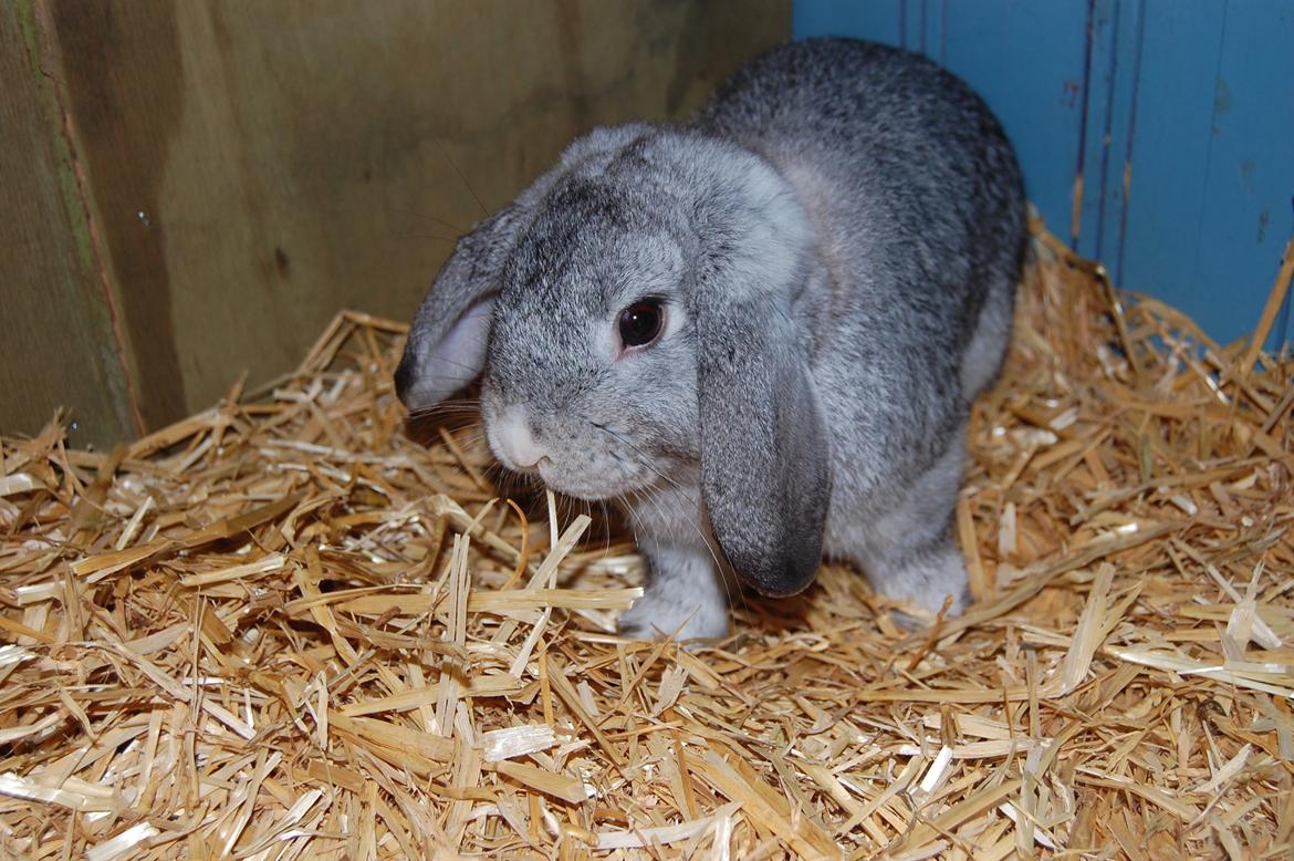 Kanin Otto billede 7