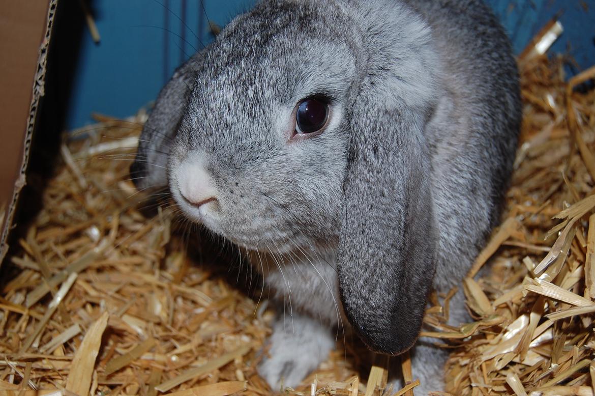 Kanin Otto billede 8