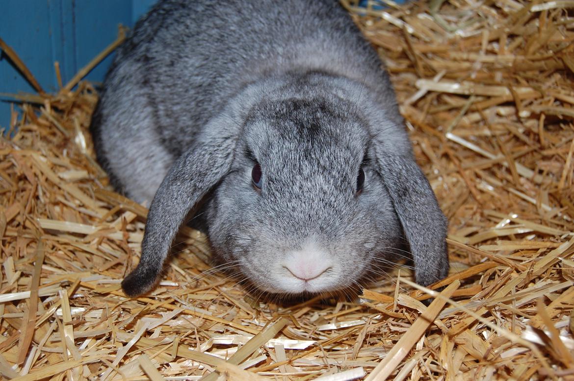 Kanin Otto billede 9