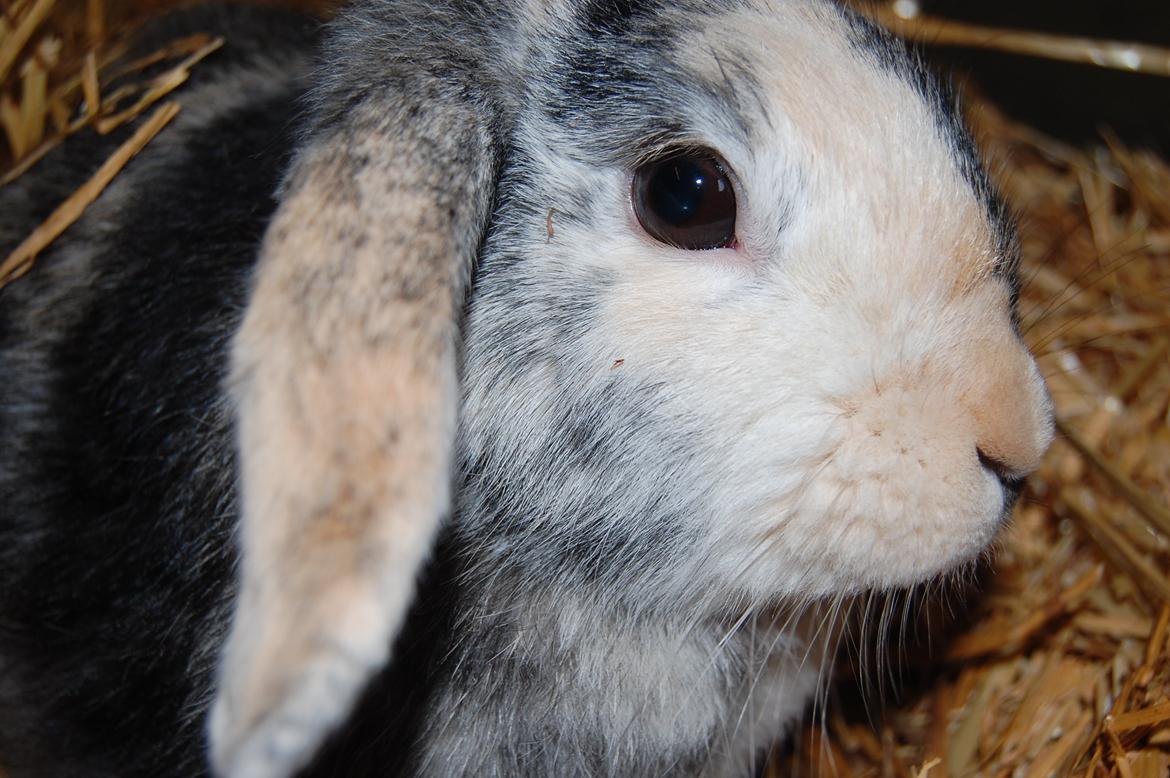 Kanin Papaya "Aia" billede 13