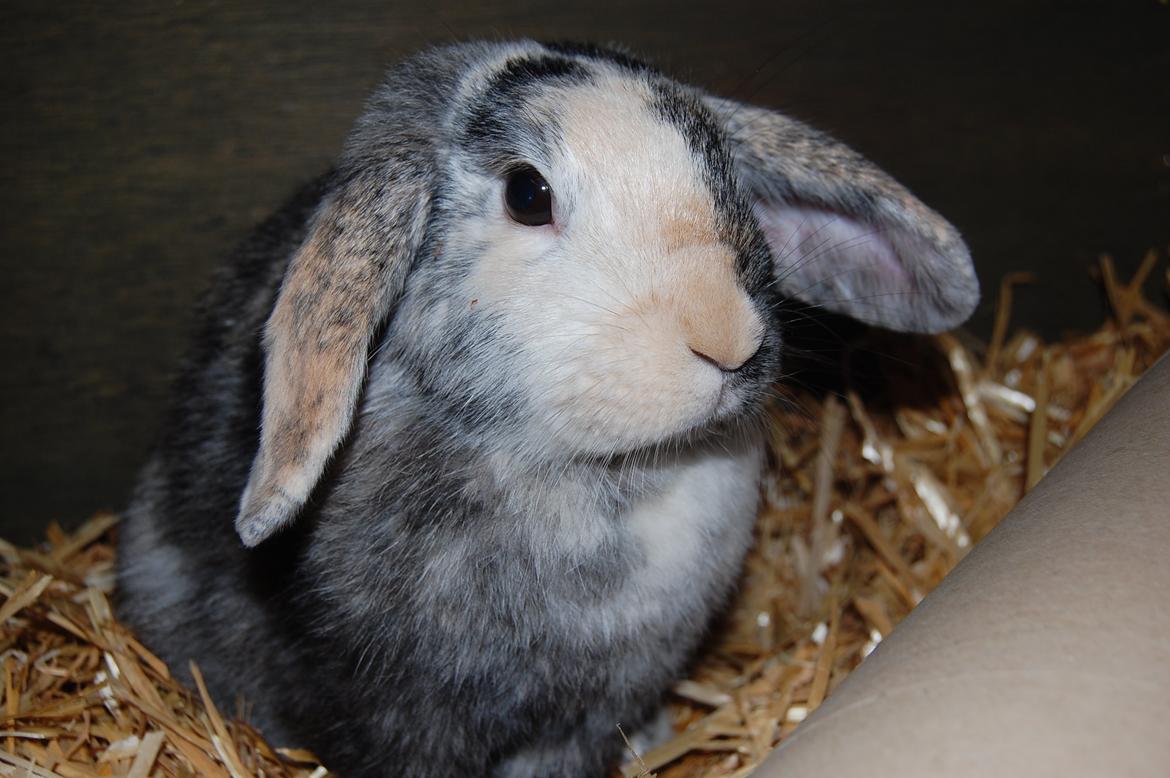 Kanin Papaya "Aia" billede 17