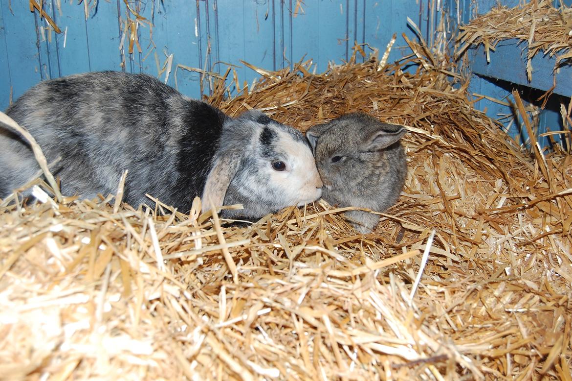 Kanin Papaya "Aia" billede 14