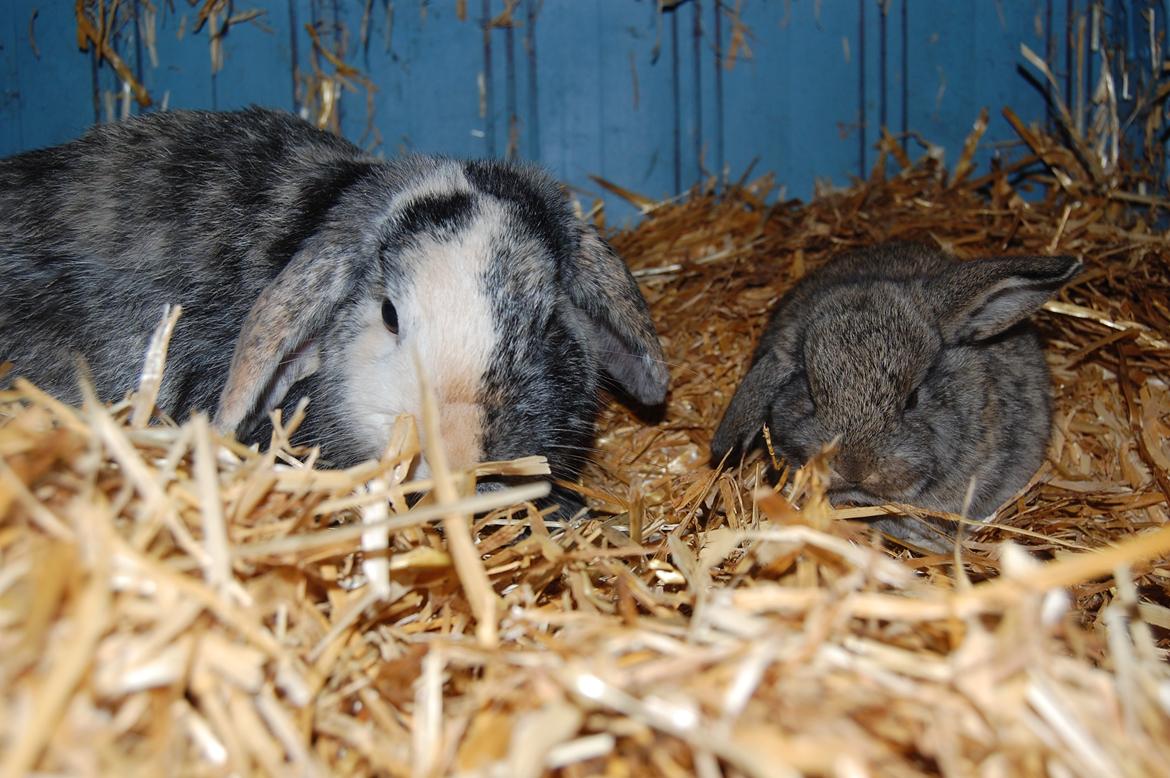 Kanin Papaya "Aia" billede 18