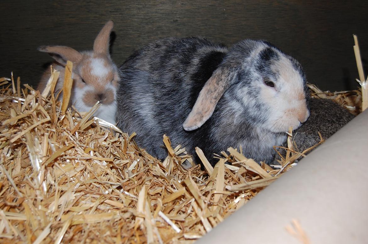 Kanin Papaya "Aia" billede 19