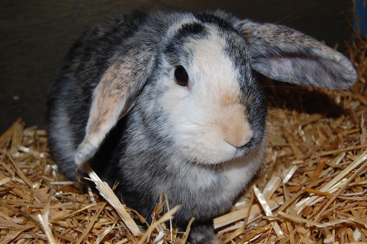 Kanin Papaya "Aia" billede 15