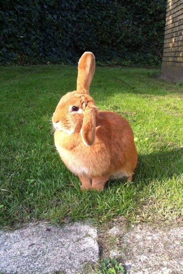 Kanin Maja billede 15