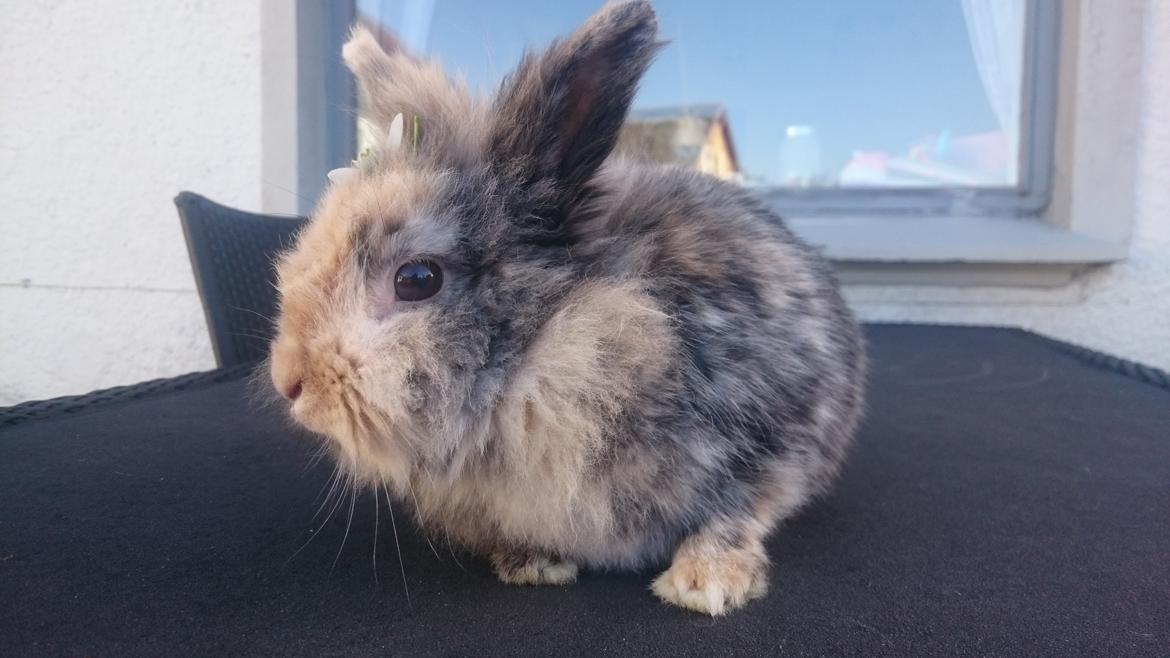 Kanin Mille billede 2