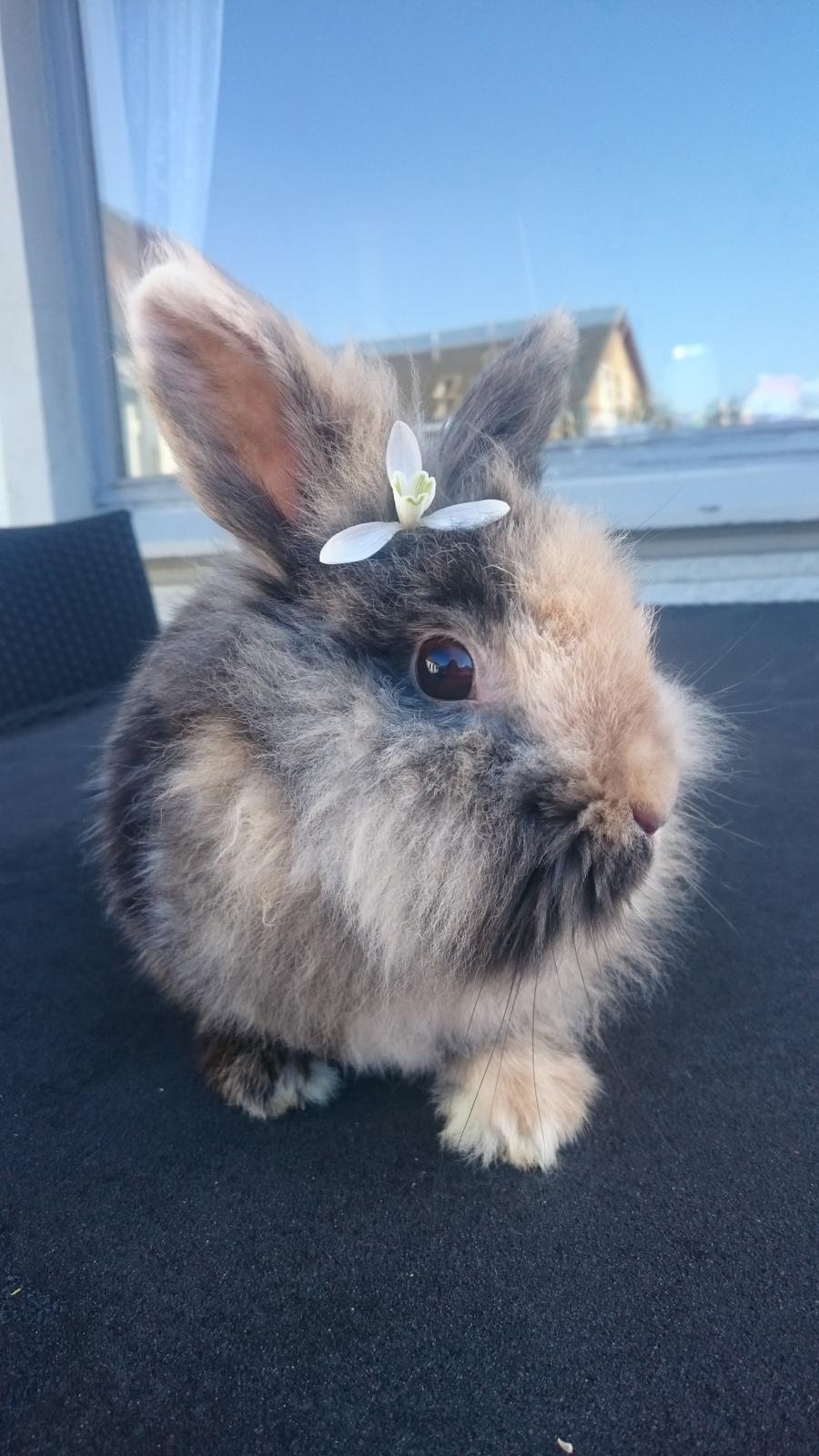 Kanin Mille billede 1