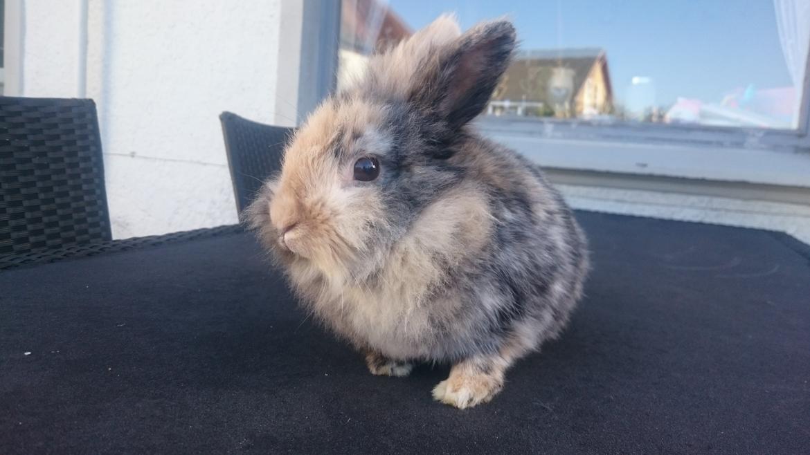 Kanin Mille billede 4