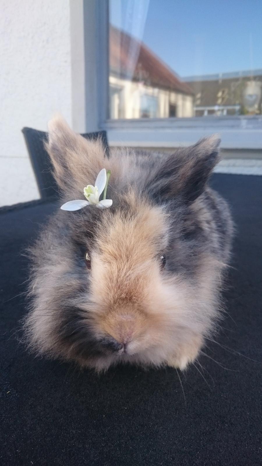 Kanin Mille billede 3