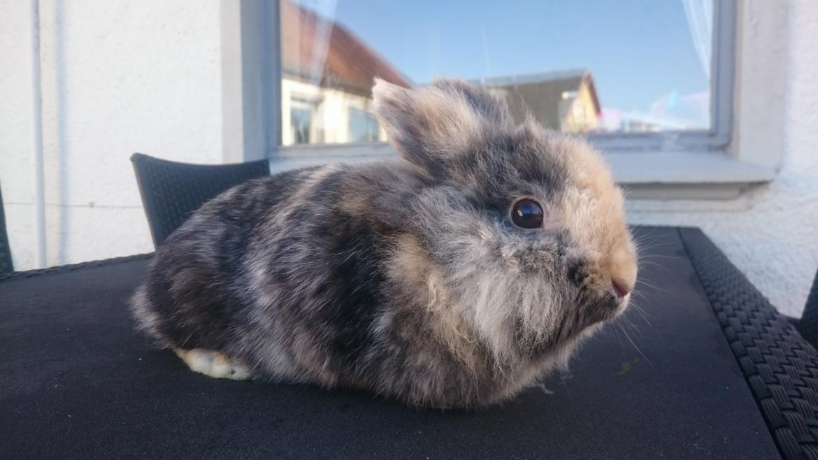 Kanin Mille billede 5