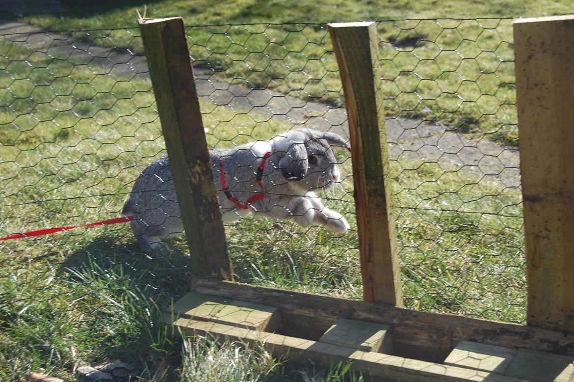 Kanin Otto billede 4