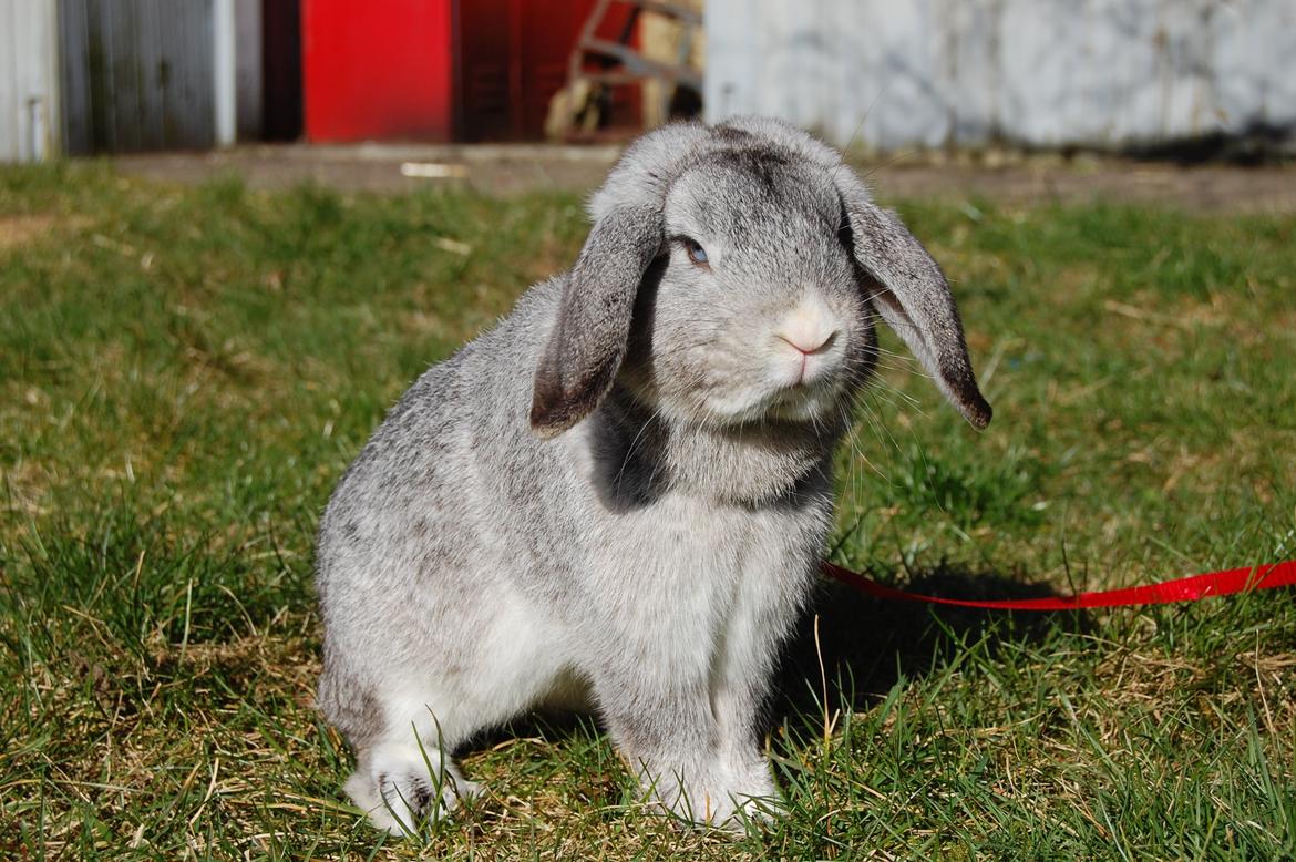 Kanin Otto billede 3