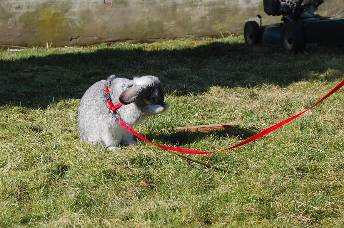 Kanin Otto billede 10