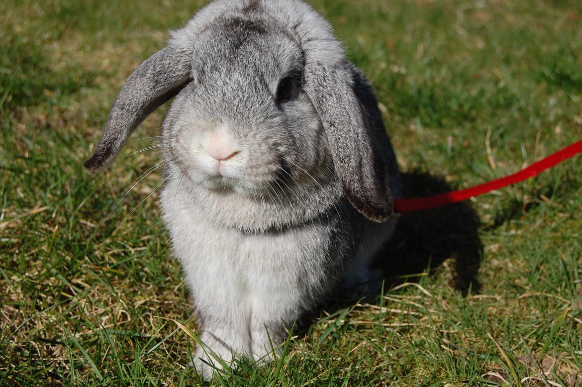 Kanin Otto billede 6