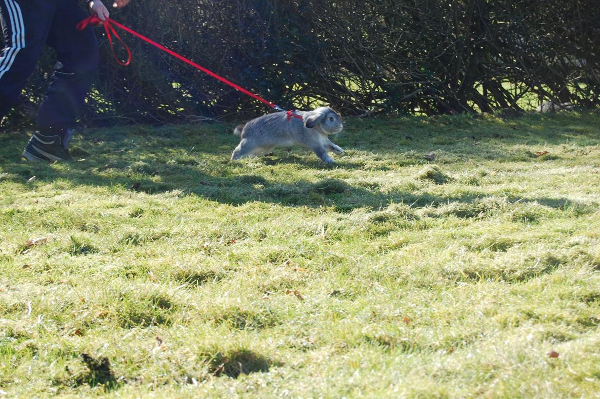 Kanin Otto billede 11