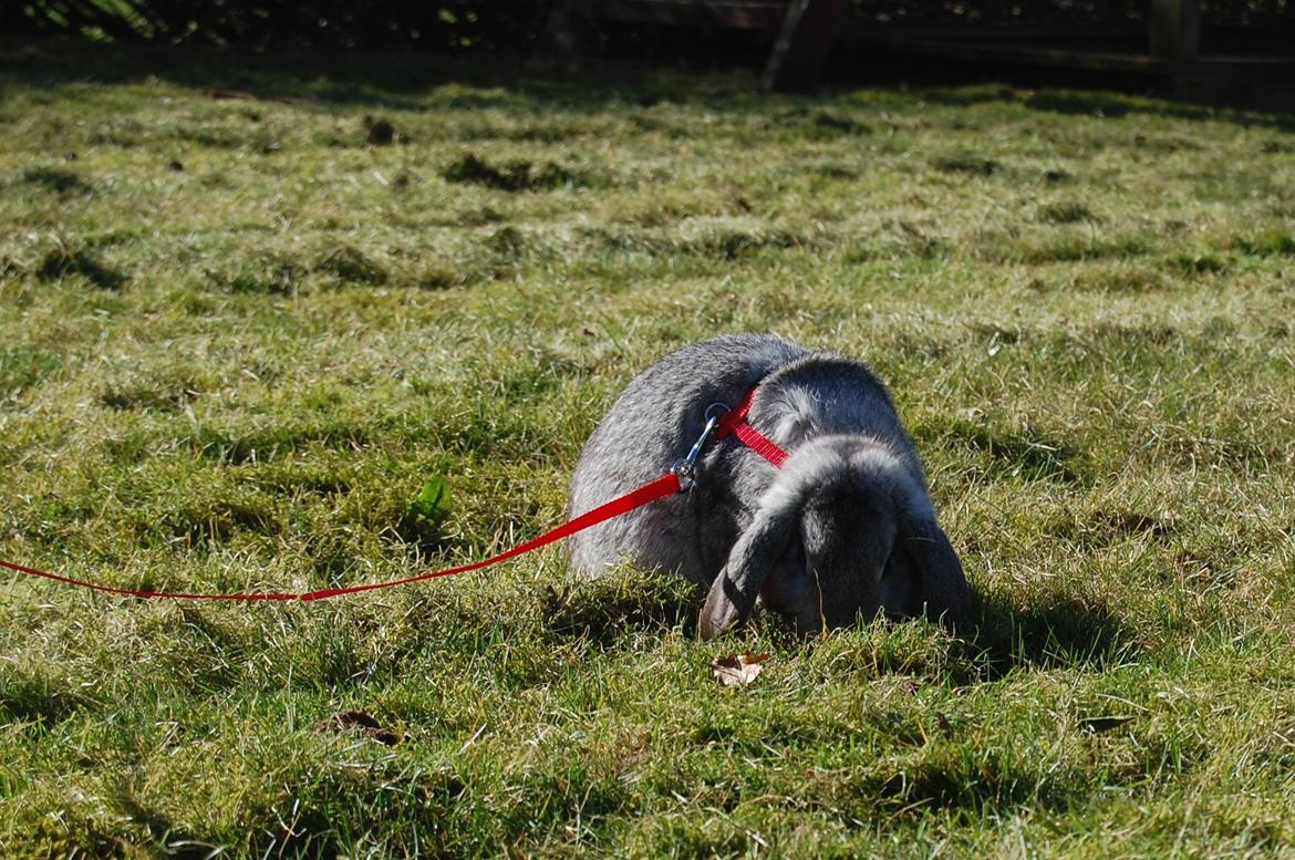 Kanin Otto billede 12