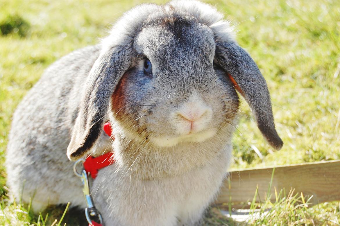 Kanin Otto billede 2