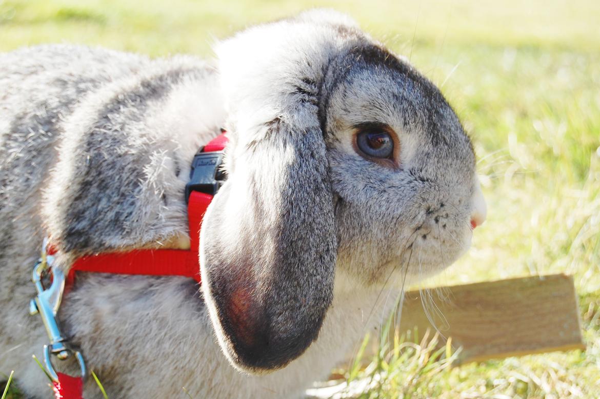 Kanin Otto billede 1