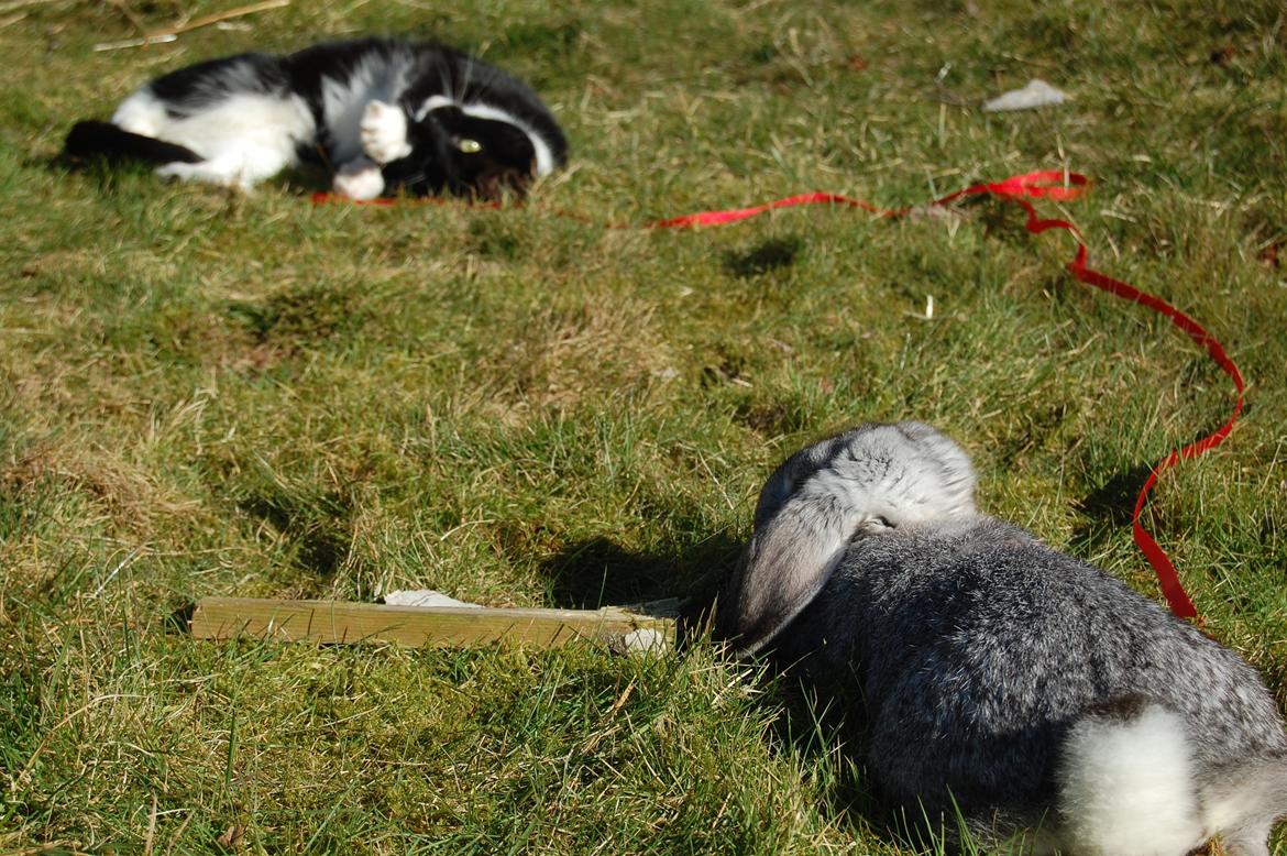 Kanin Otto billede 13