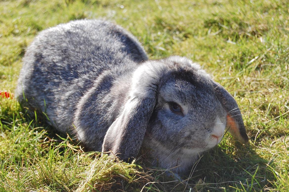 Kanin Otto billede 14