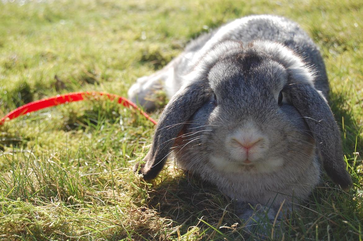 Kanin Otto billede 15