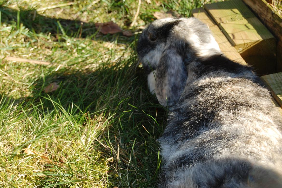 Kanin Papaya "Aia" billede 12