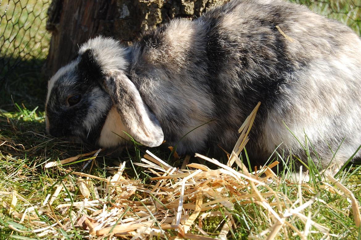 Kanin Papaya "Aia" billede 16