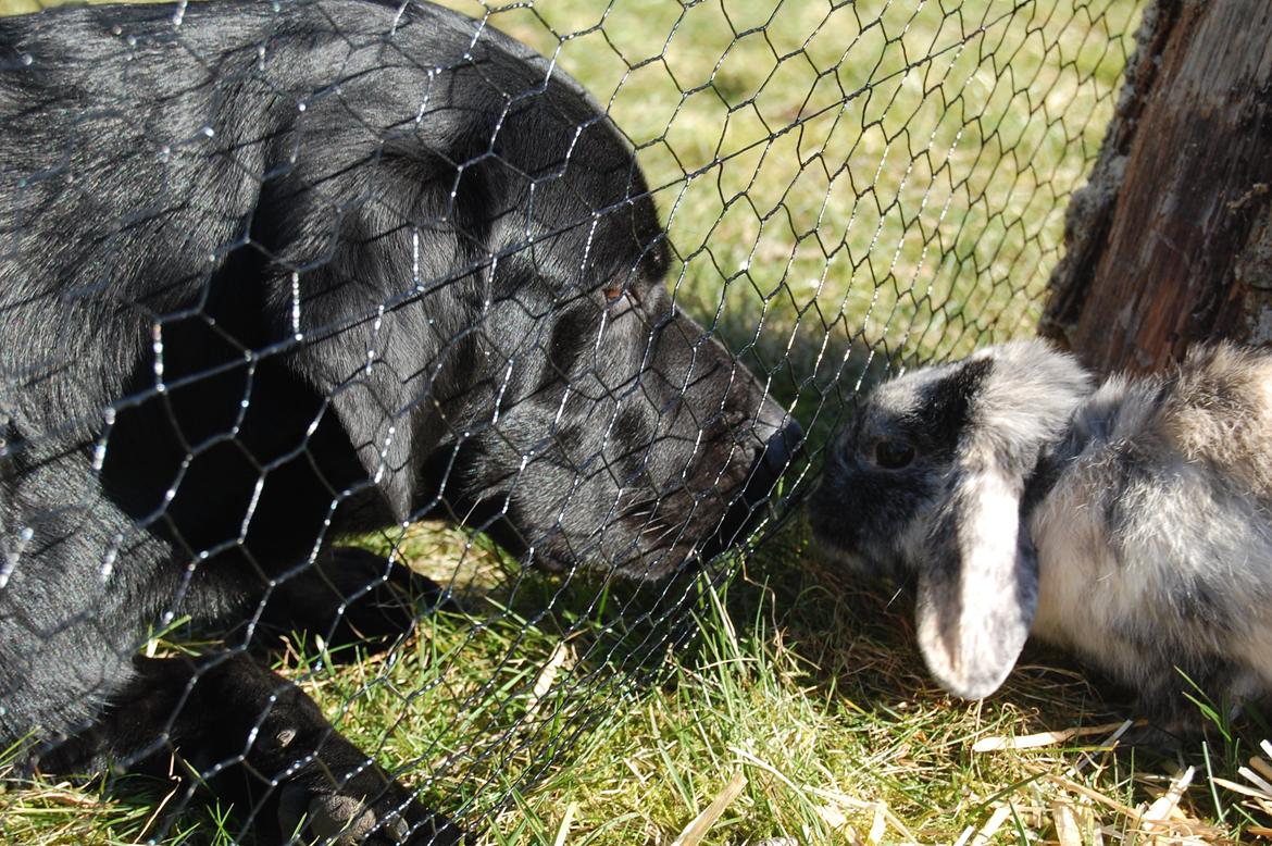 Kanin Papaya "Aia" billede 8