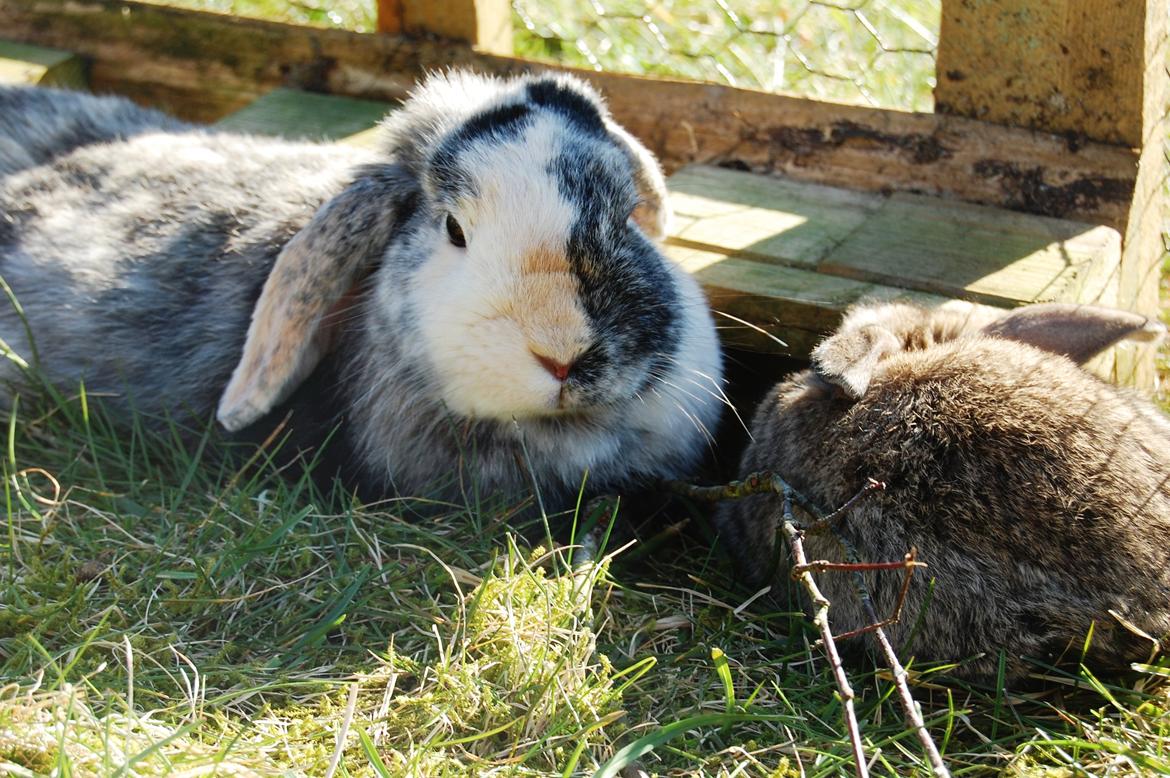 Kanin Papaya "Aia" billede 6