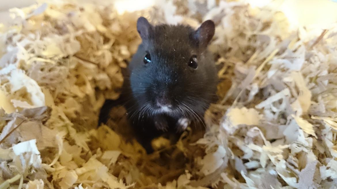 Ørkenrotte speedy  himmel rotte  billede 1