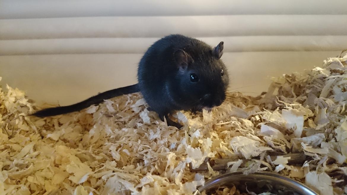 Ørkenrotte speedy  himmel rotte  billede 2