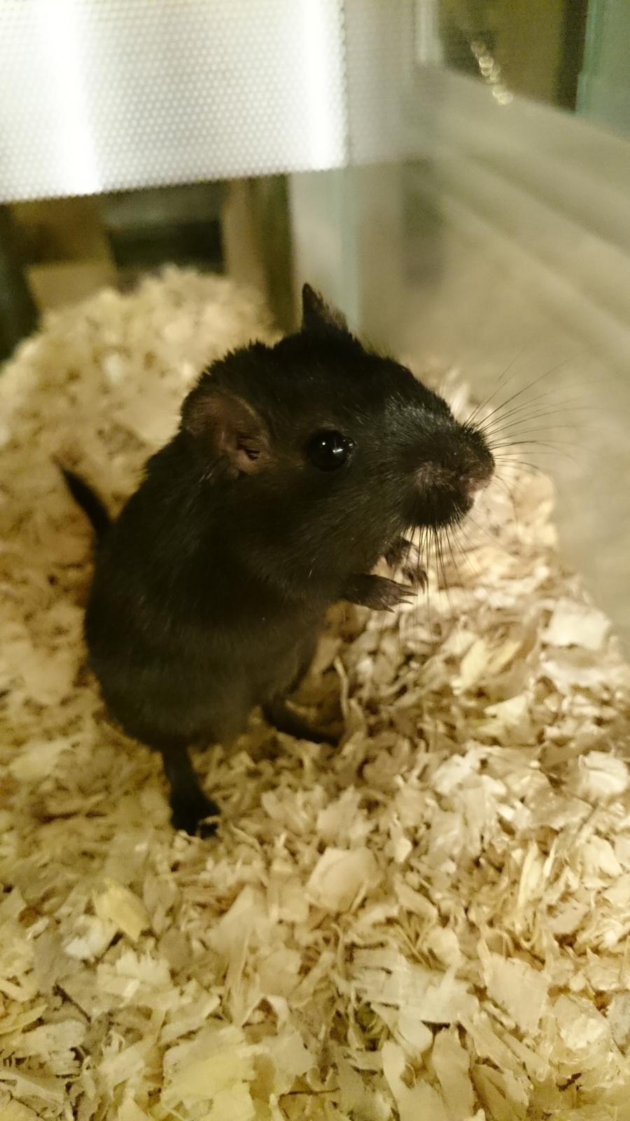 Ørkenrotte speedy  himmel rotte  billede 3