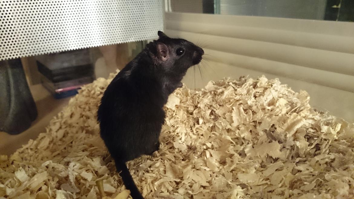 Ørkenrotte speedy  himmel rotte  billede 4