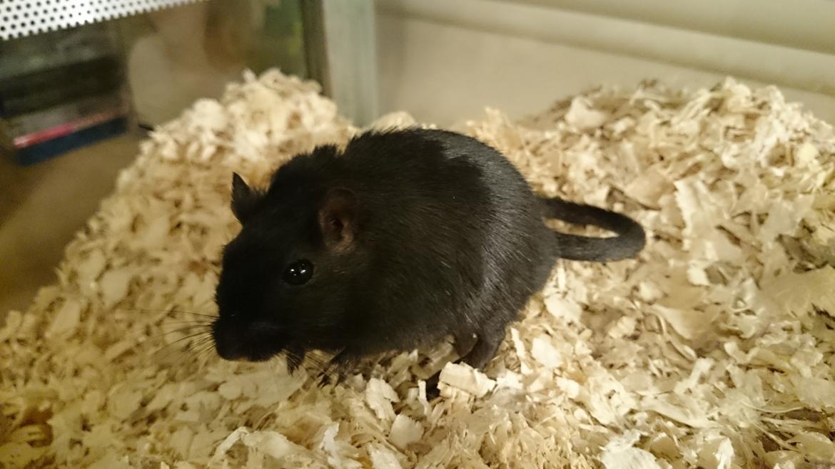 Ørkenrotte speedy  himmel rotte  billede 5