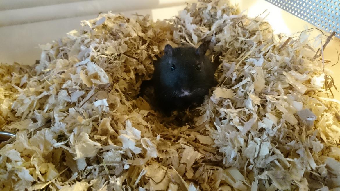 Ørkenrotte speedy  himmel rotte  billede 6