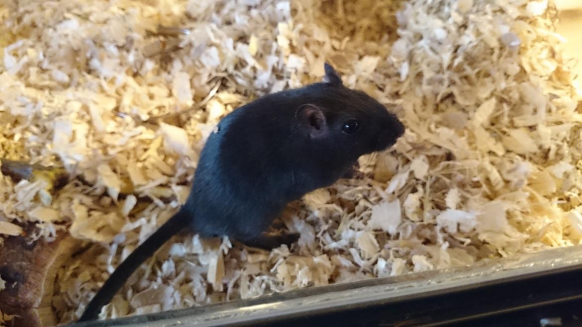 Ørkenrotte speedy  himmel rotte  billede 7