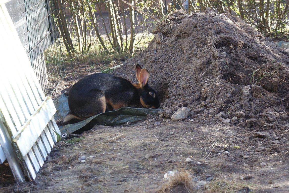 Kanin Eugene billede 37