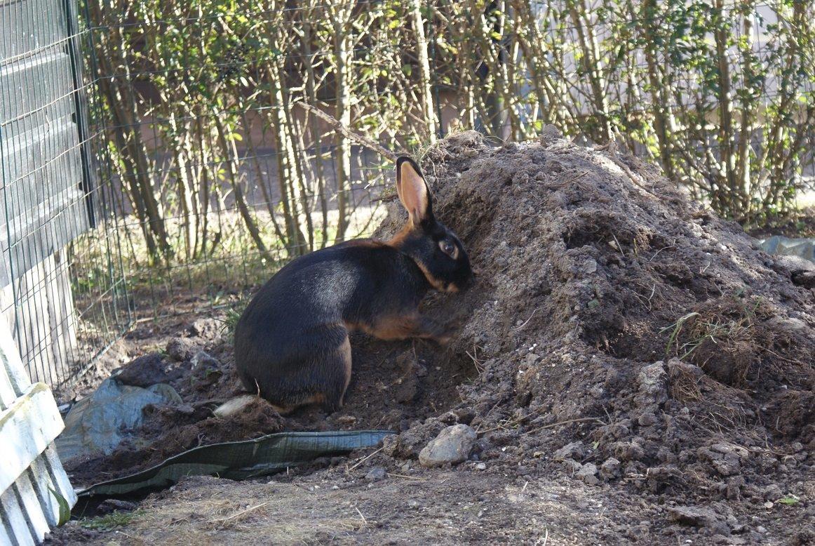 Kanin Eugene billede 38