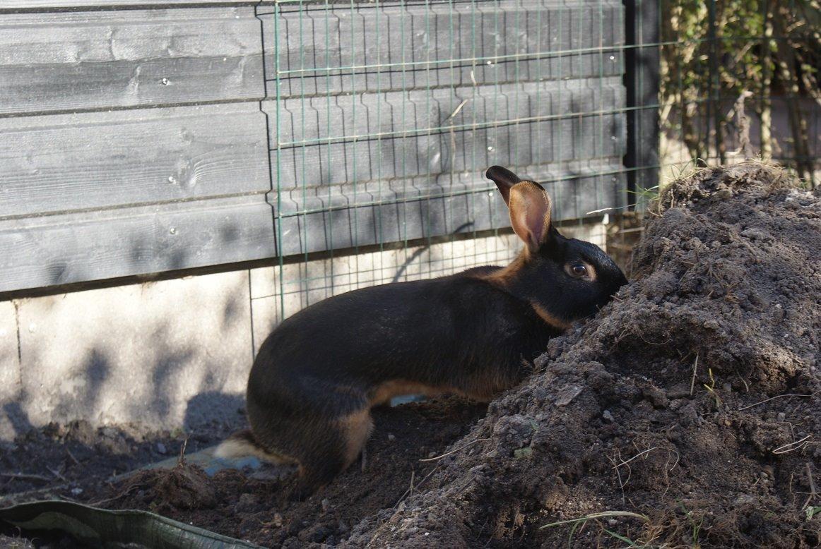 Kanin Eugene billede 39