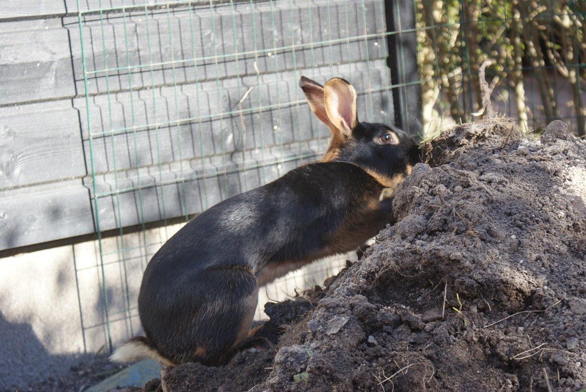 Kanin Eugene billede 40