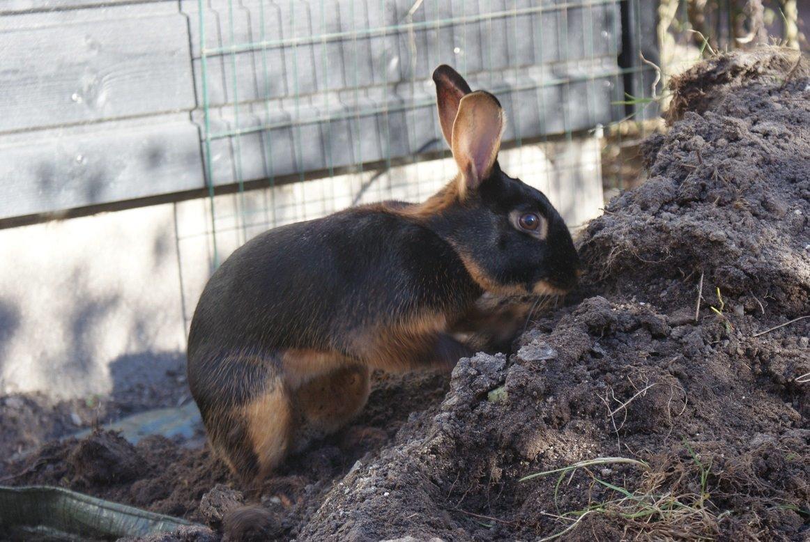 Kanin Eugene billede 41
