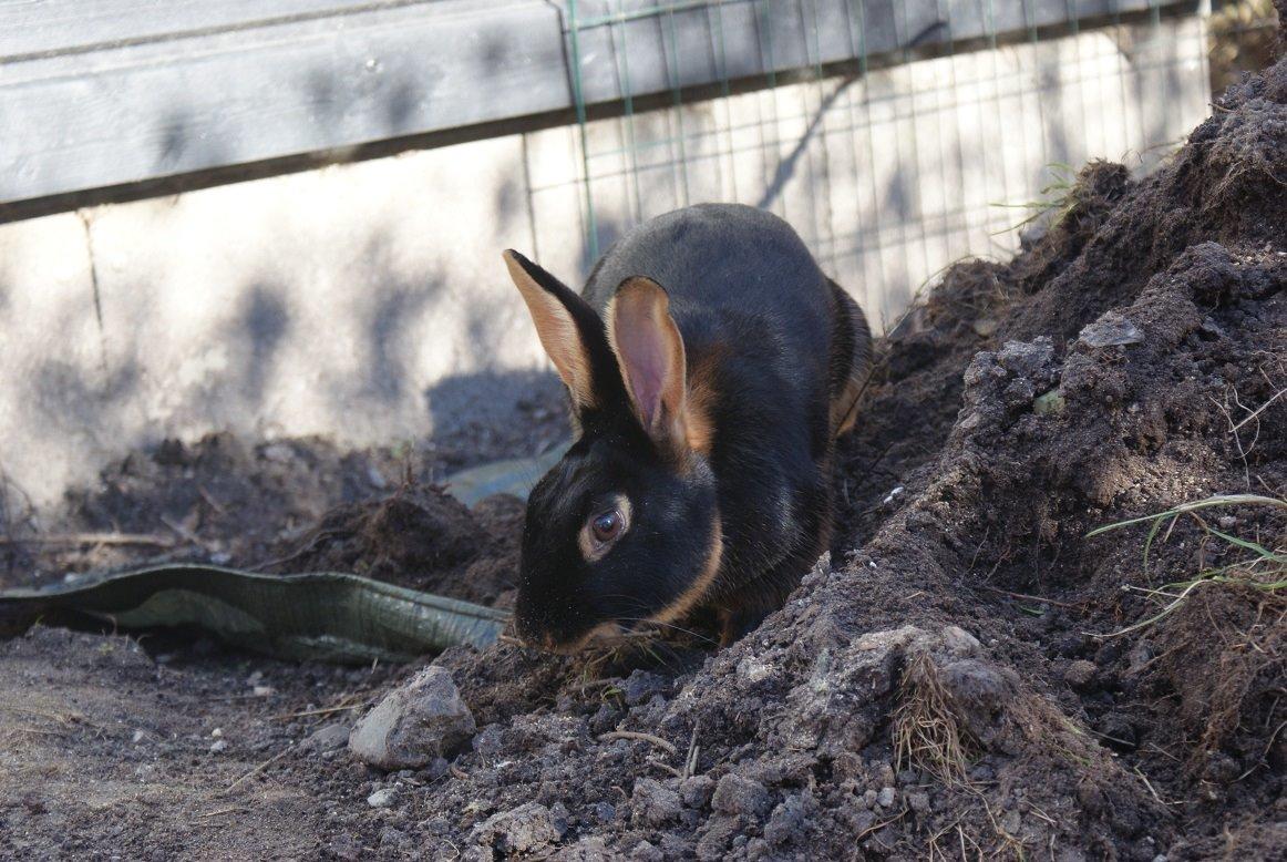 Kanin Eugene billede 42