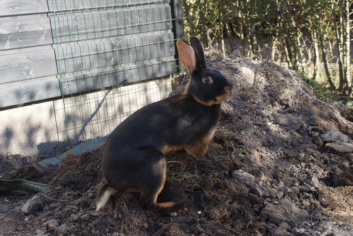 Kanin Eugene billede 43