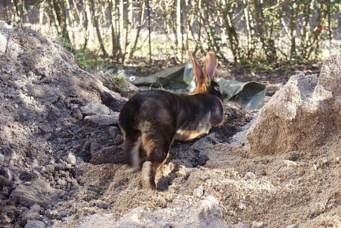 Kanin Eugene billede 44