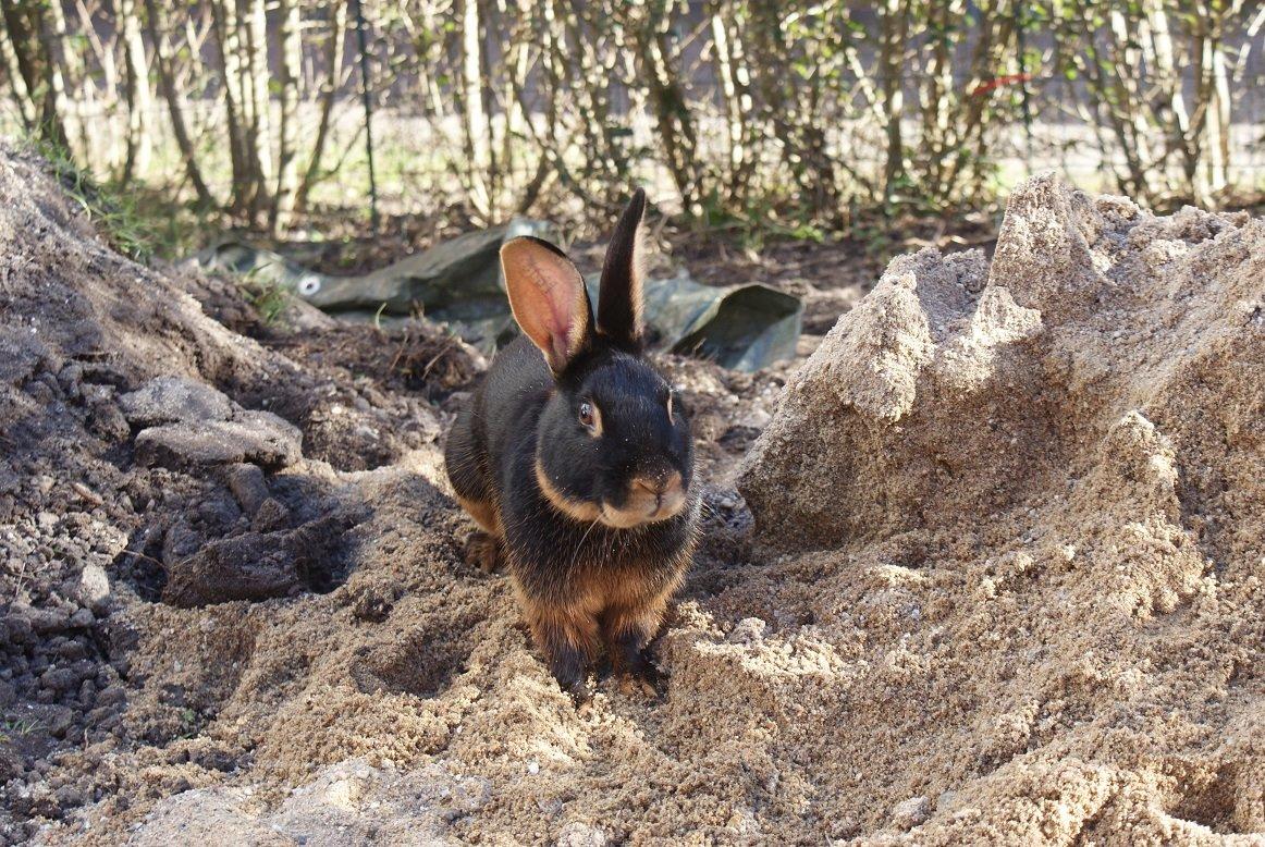 Kanin Eugene billede 2