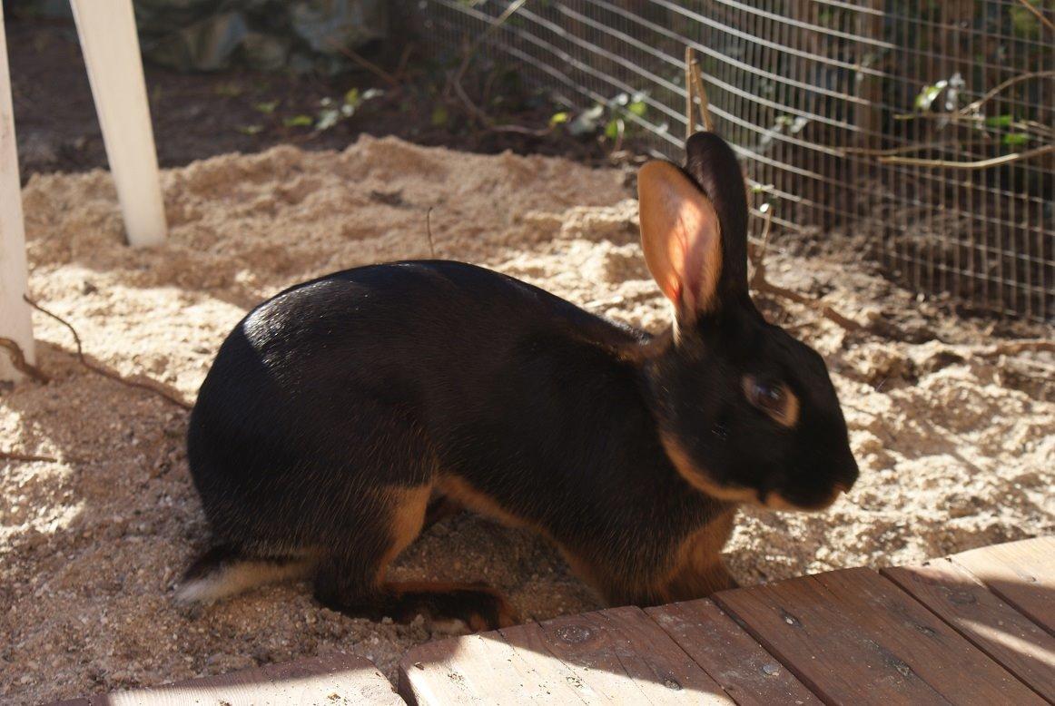 Kanin Eugene billede 45